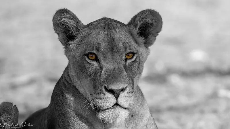 Lion