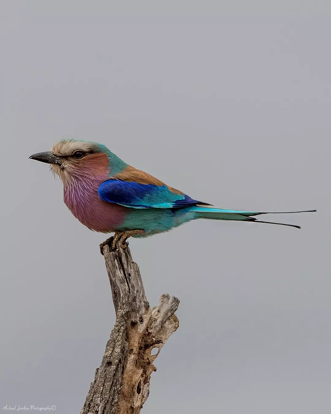 Lilac-breasted roller, Kruger National Park