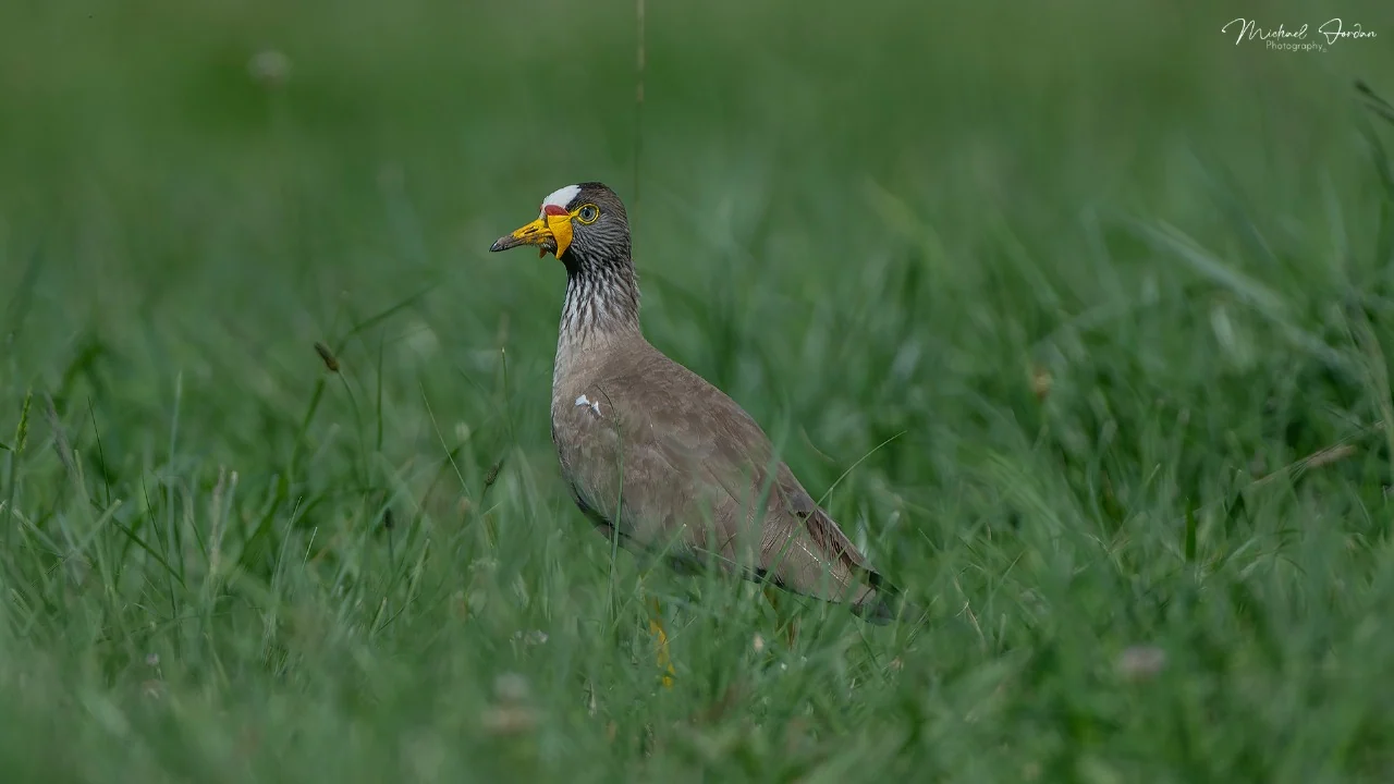 African wattled lapwing