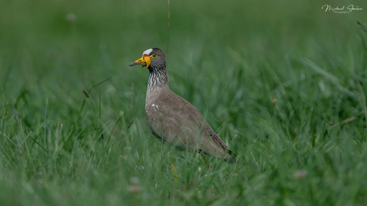 African wattled lapwing, Kamberg Valley