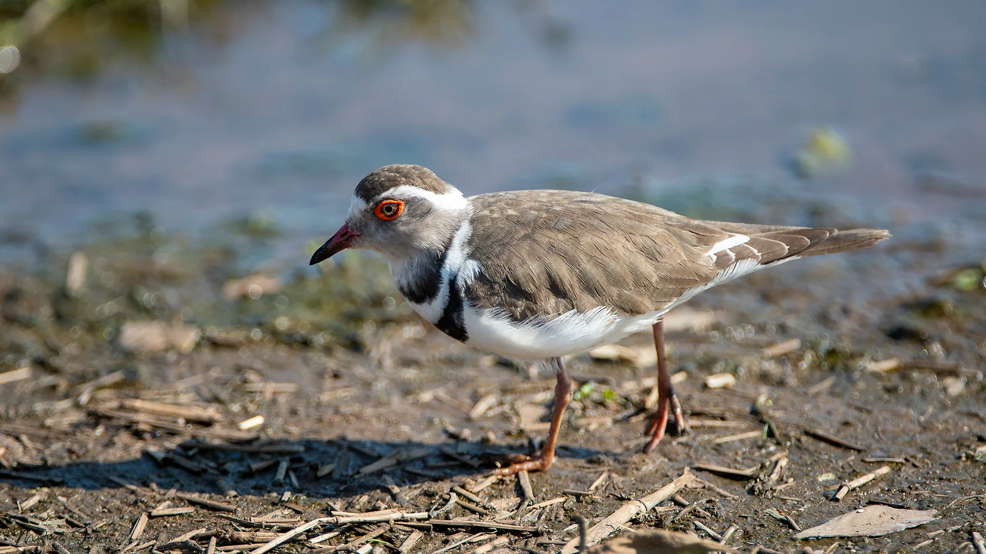 Three-banded plover