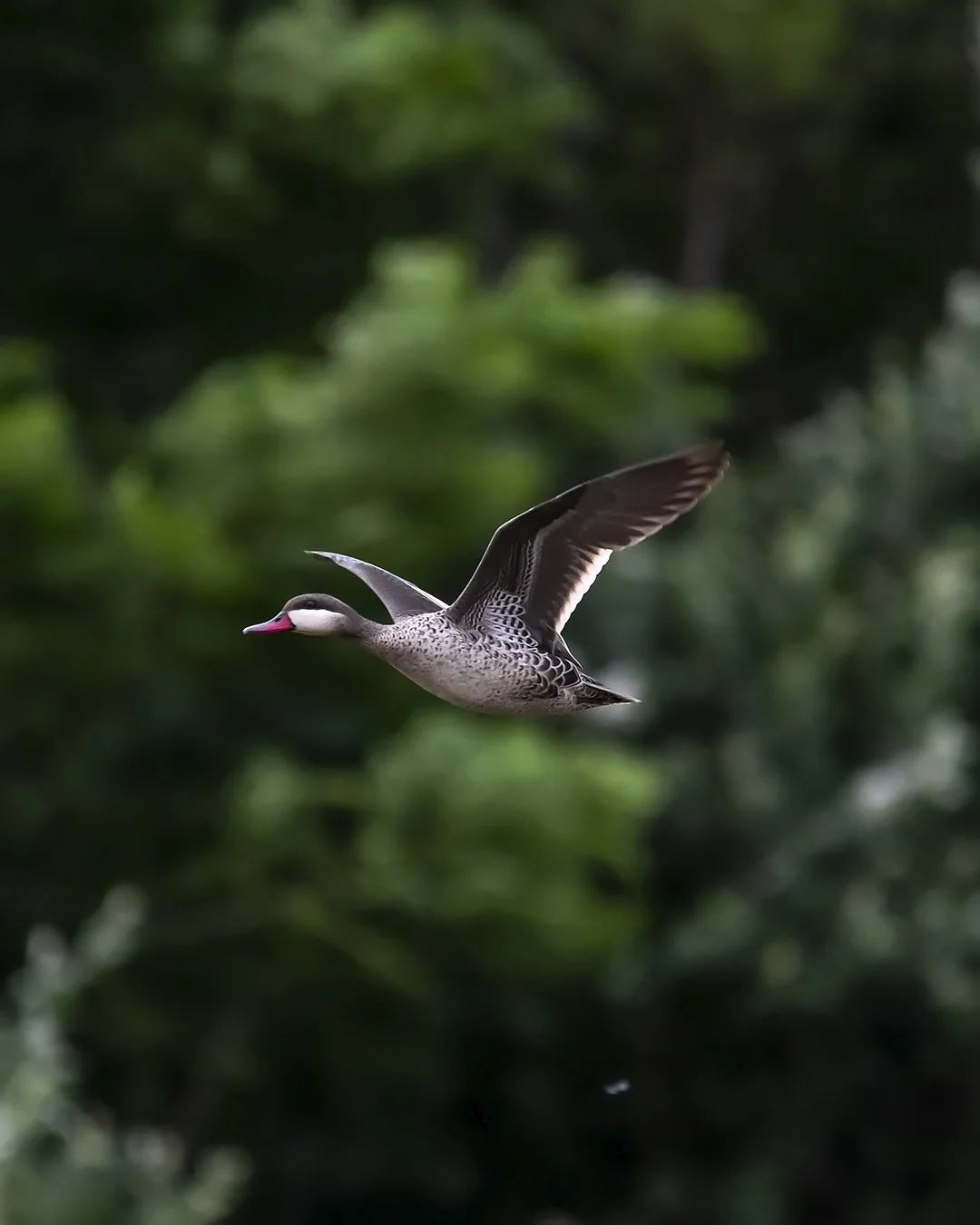 Red-billed Teal, Umbogavango Nature Reserve