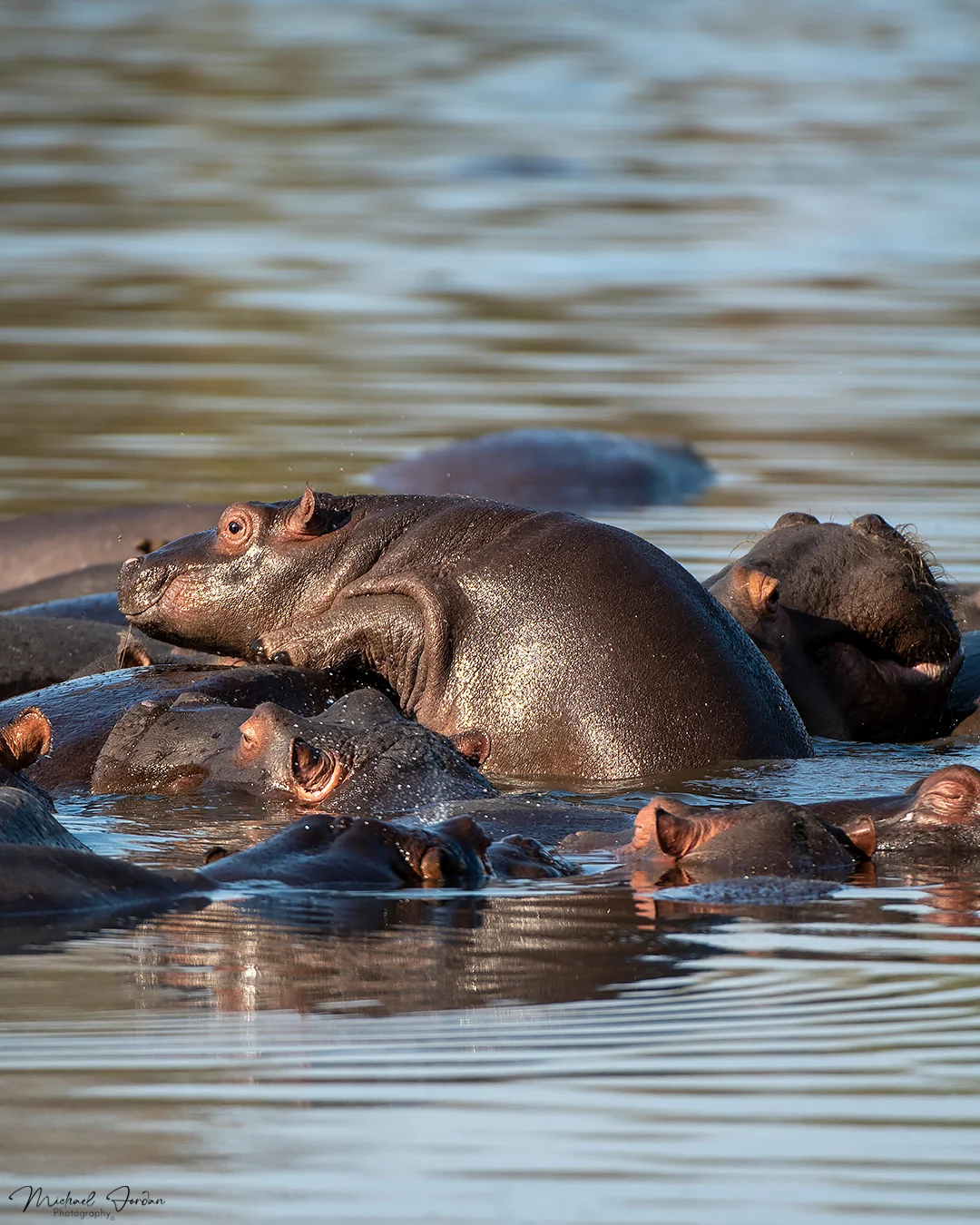 Hippopotamus (Young)