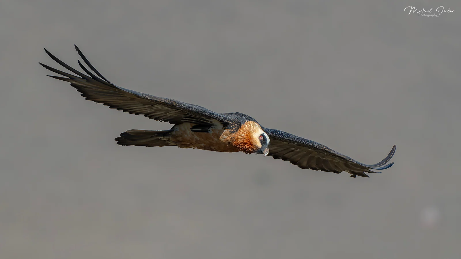 Bearded vulture (Adult), Giants Castle Reserve