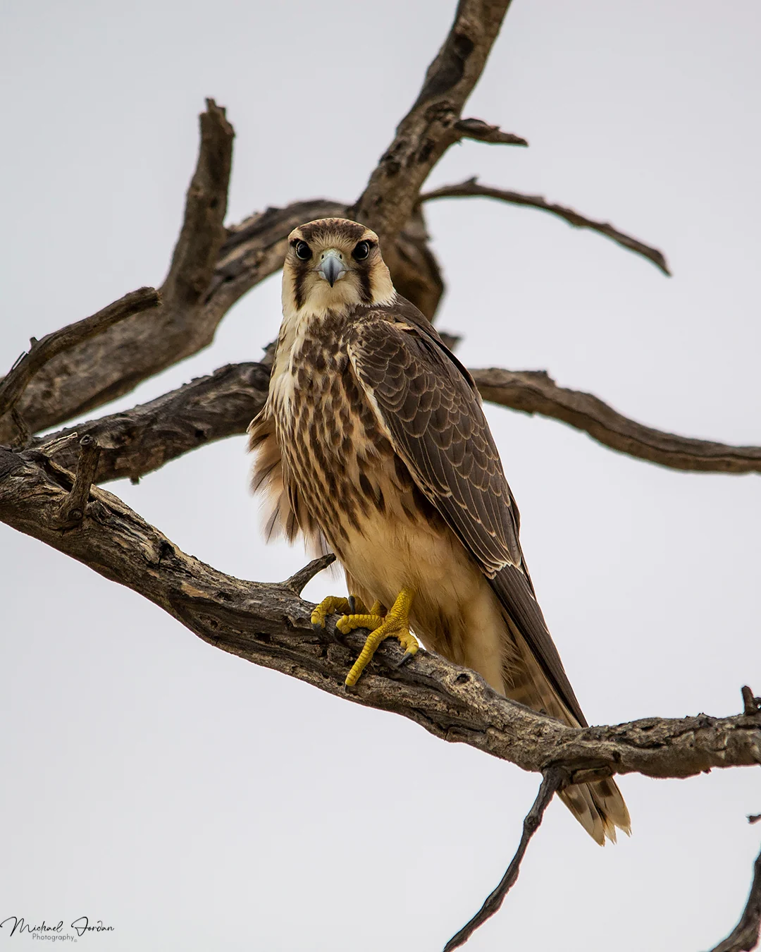 Lanner Falcon