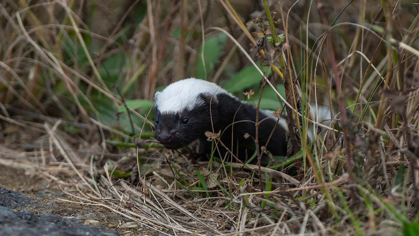 African striped weasel