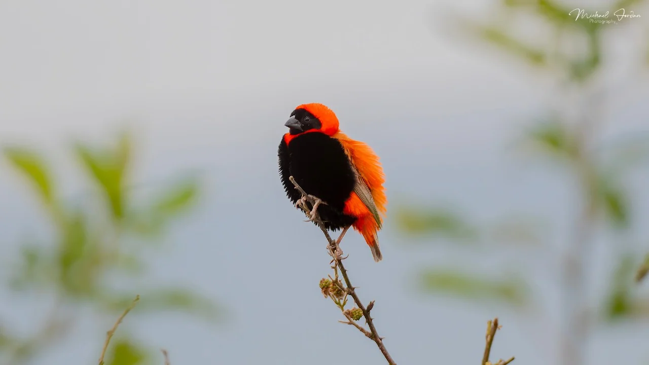 Southern Red Bishop, Amanzimtoti Bird Sanctuary