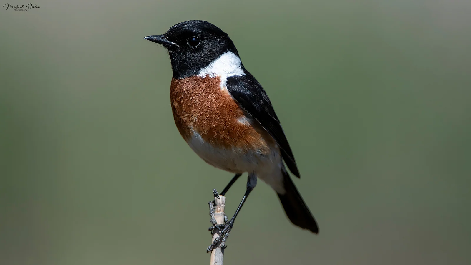 Stone Chat (Male), Marrivale Bird Sanctuary