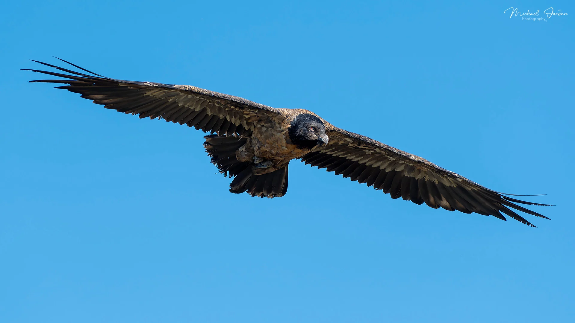 Bearded vulture (Sub Adult)