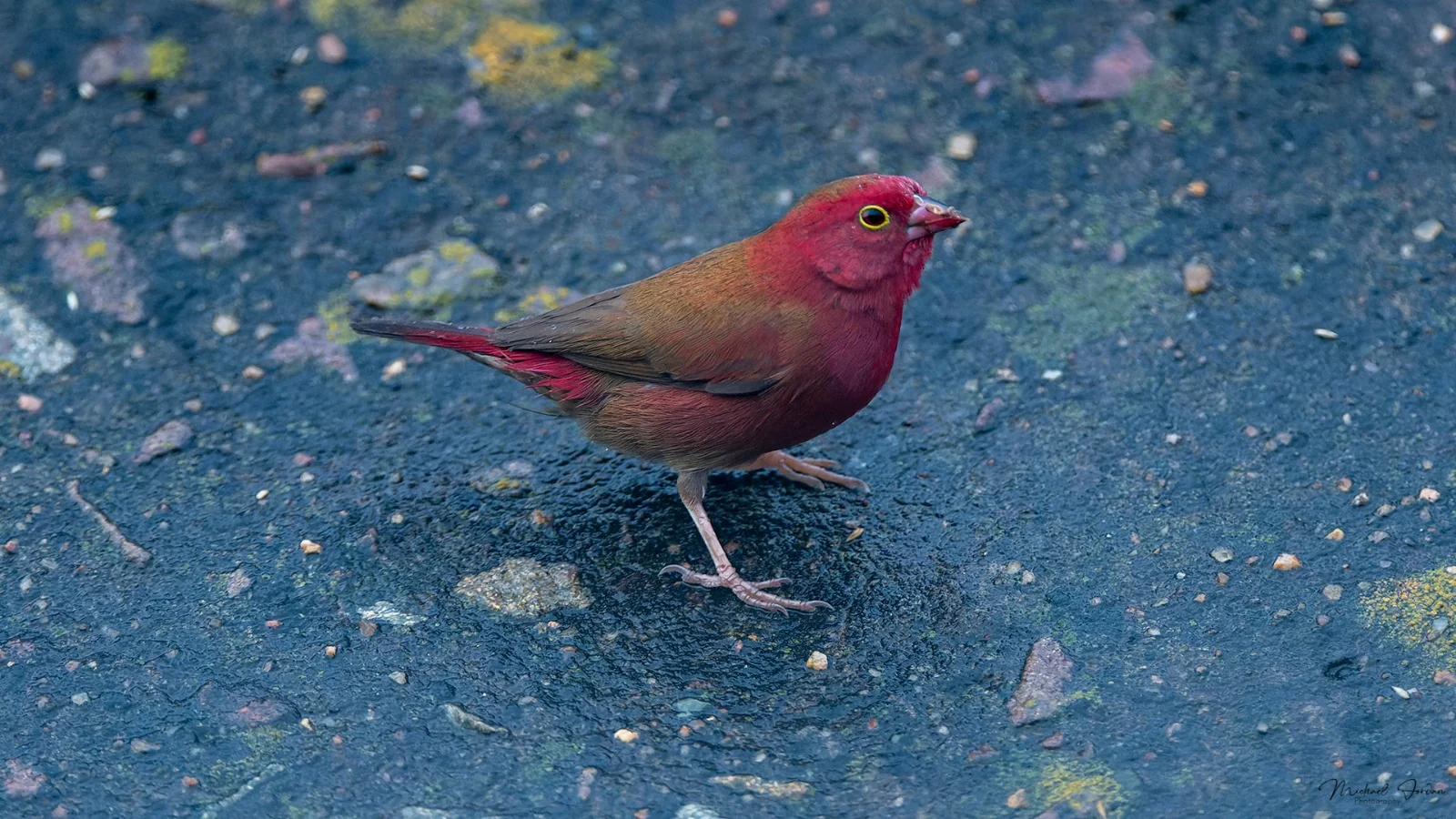 Red-billed Firefinch
