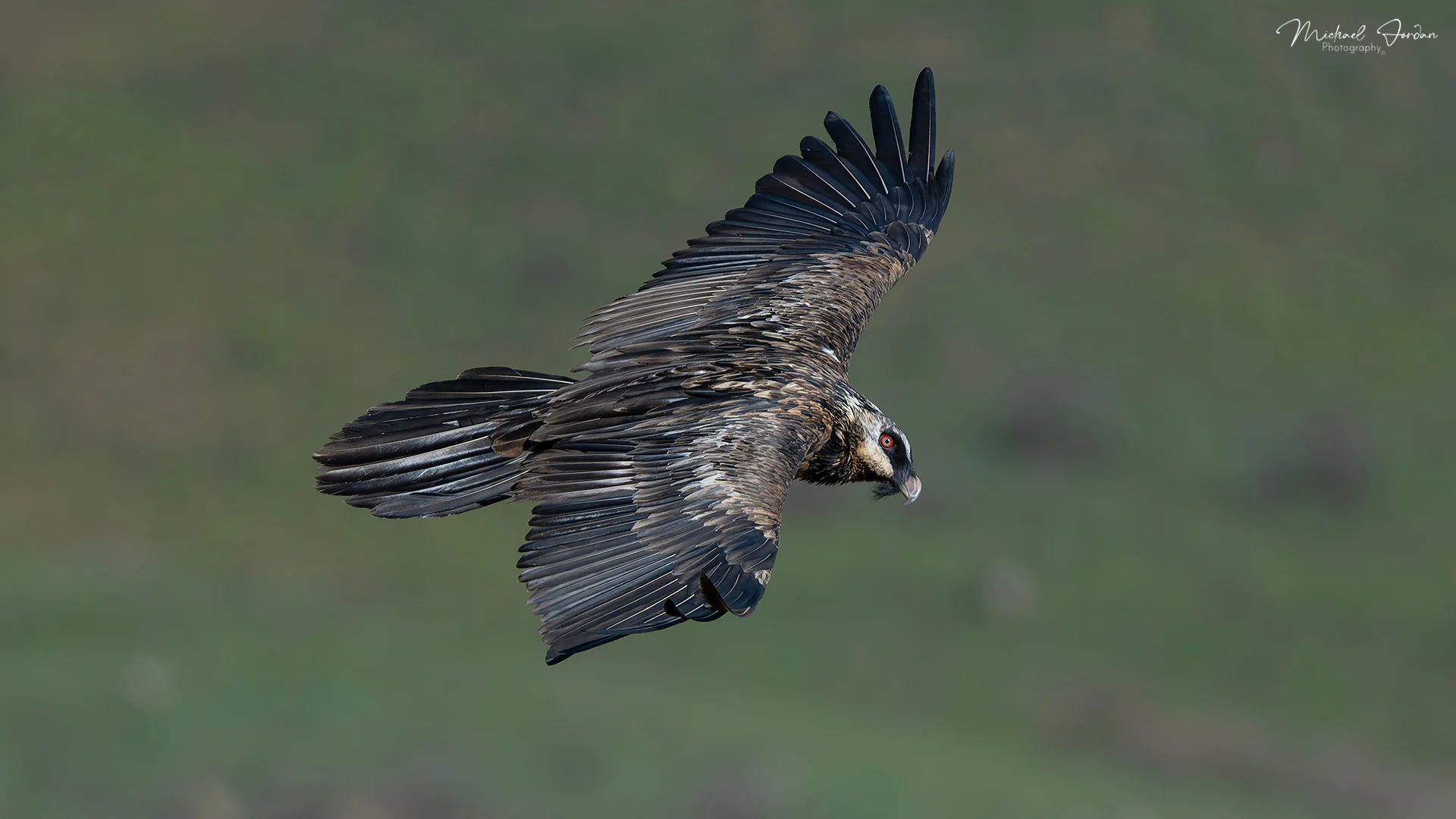 Bearded vulture (Sub Adult)