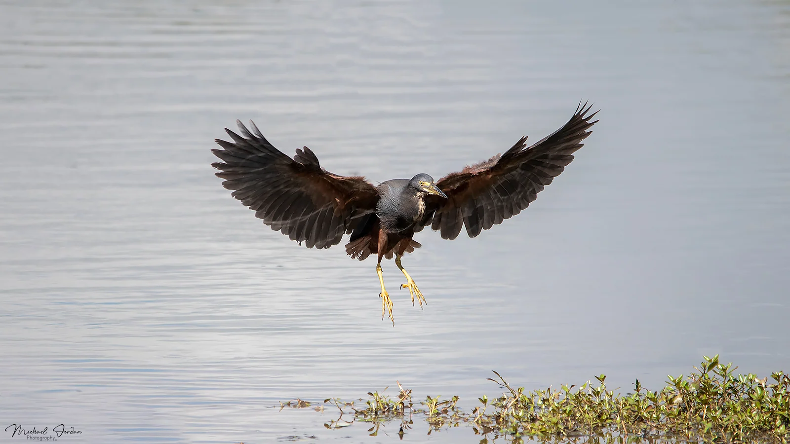 Rufous-bellied heron, Umbogavango Nature Reserve