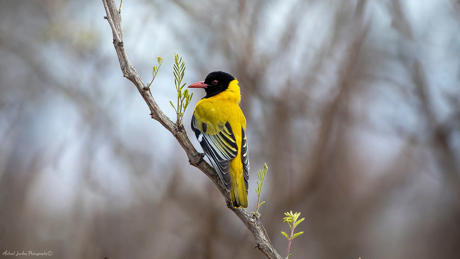 Black Headed Oriole, Hluhluwe-iMfolozi Park