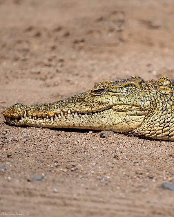 Nile Crocodile, Kruger National Park