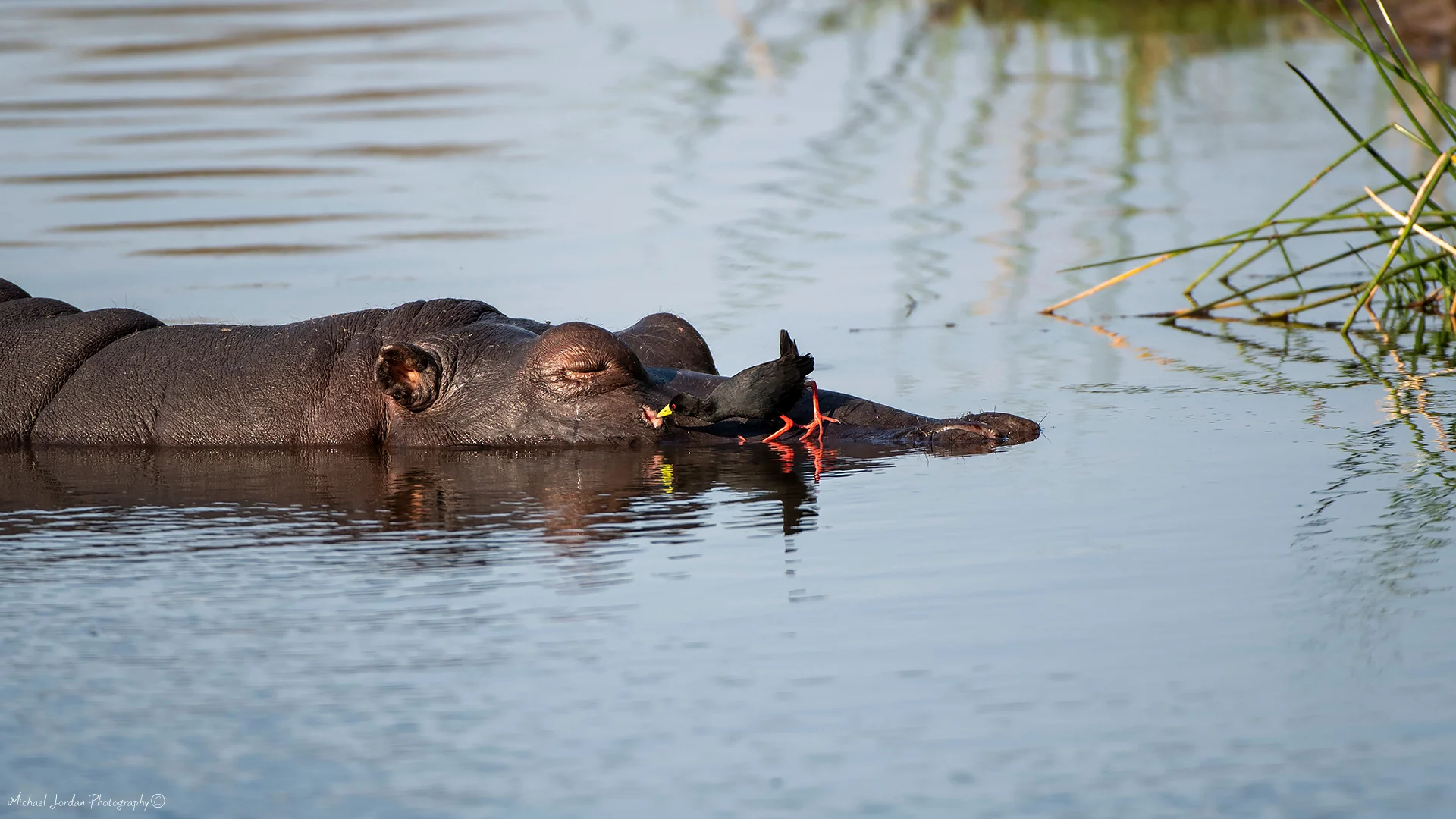 Hippopotamus (With a Black Crake picking at bugs on his wound)