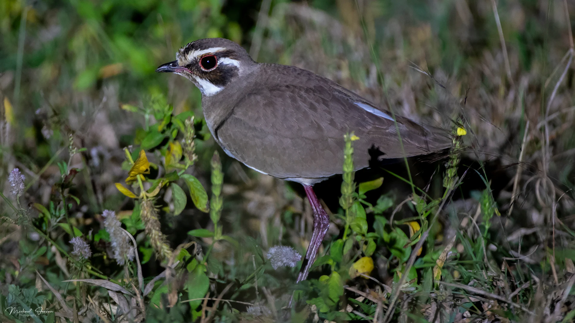 Bronze-winged Courser