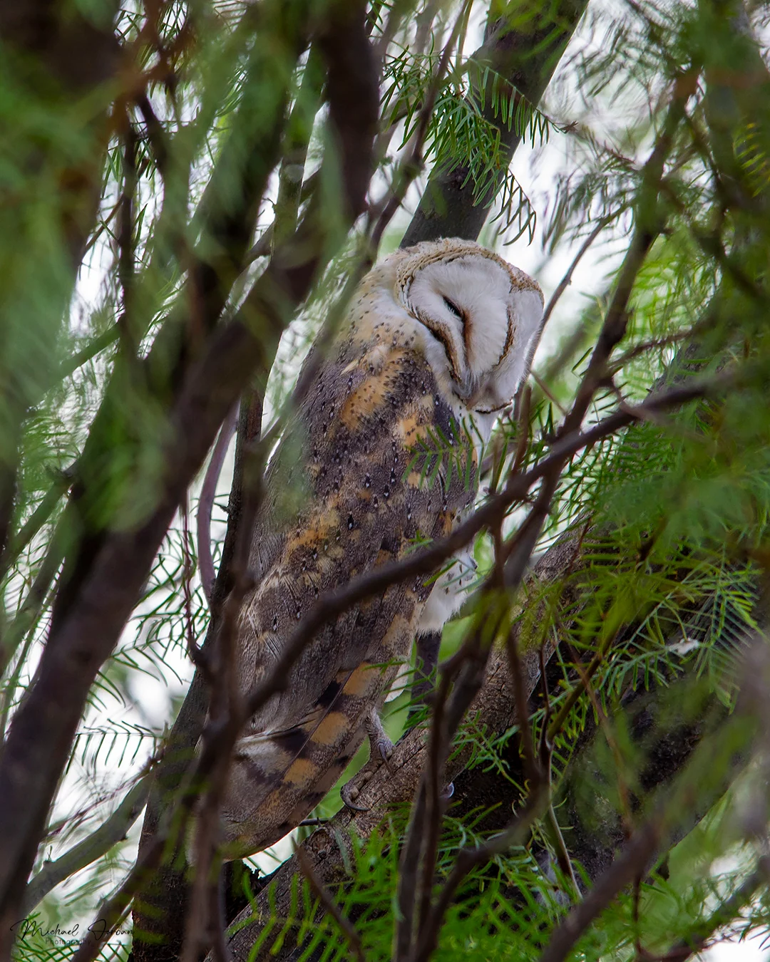 Barn owl