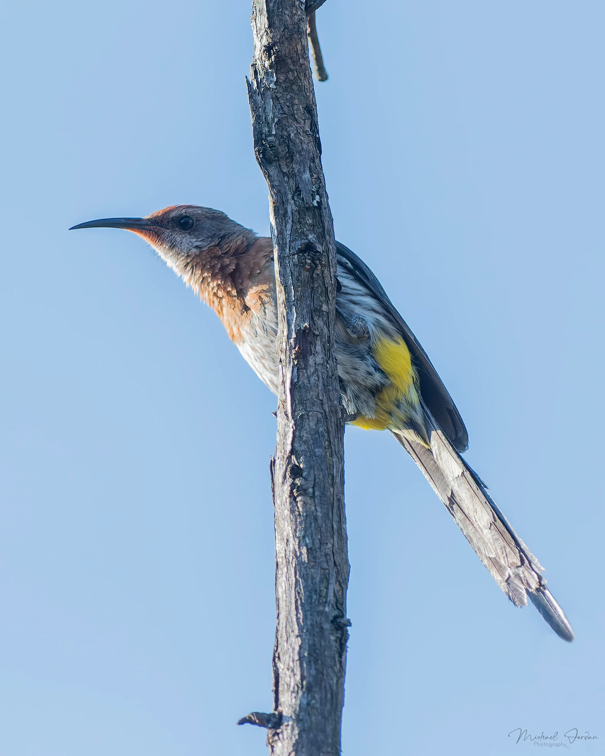 Gurney's sugarbird