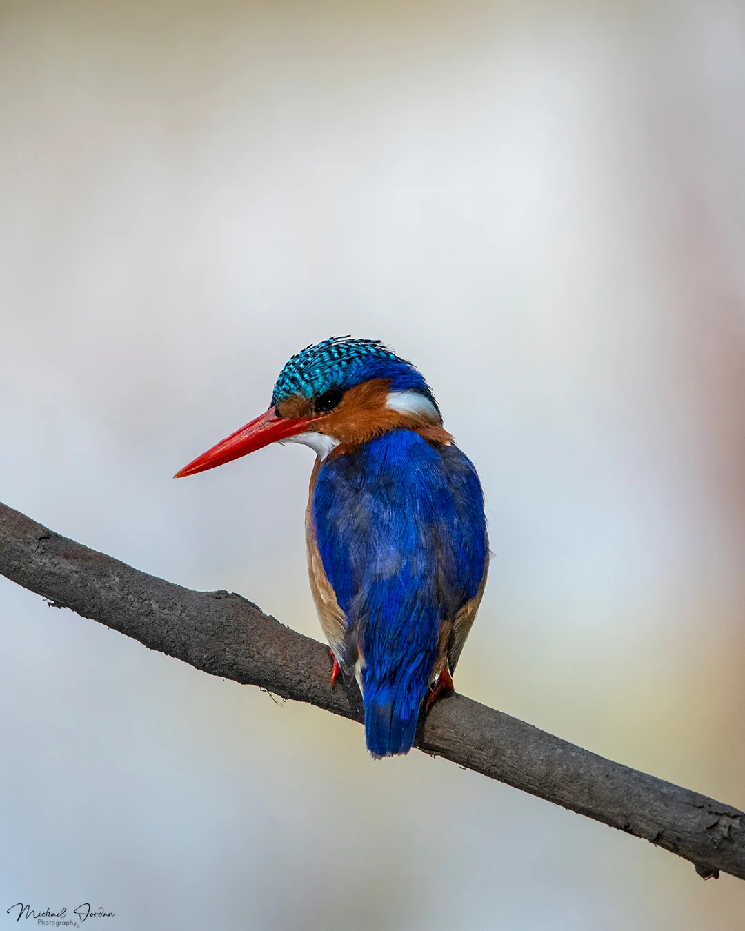 Malachite kingfisher