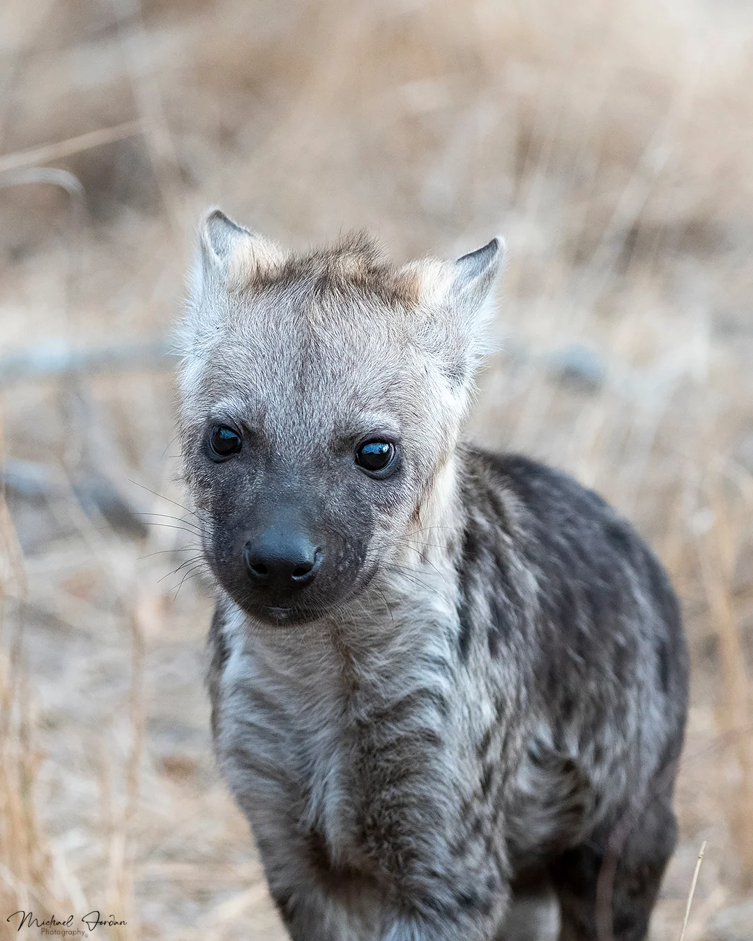 Spotted Hyena (Juvenile), Kruger National Park