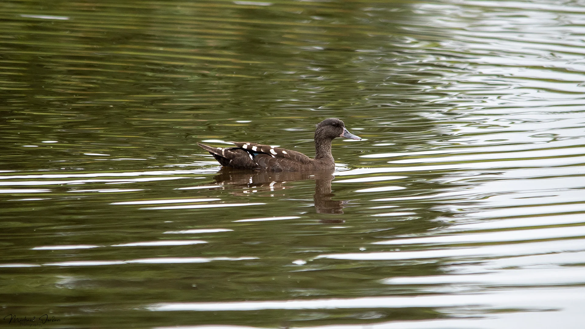 African black duck