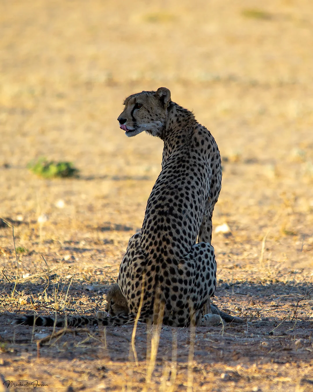 South African cheetah (With a cub), Kgalagadi Transfrontier Park
