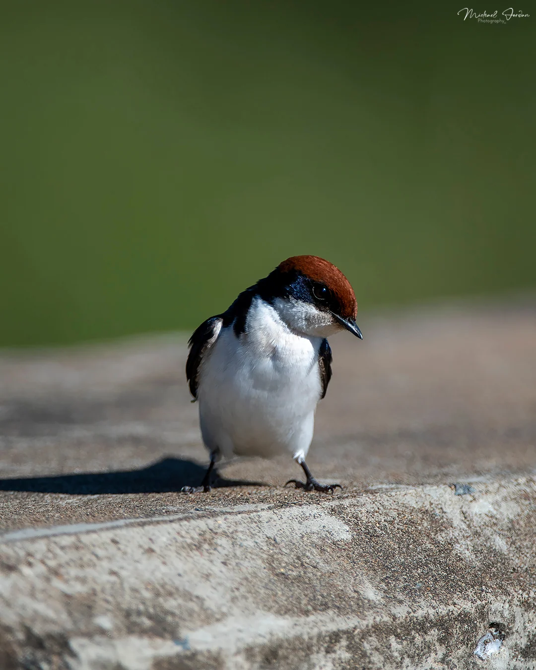White-throated Swallow