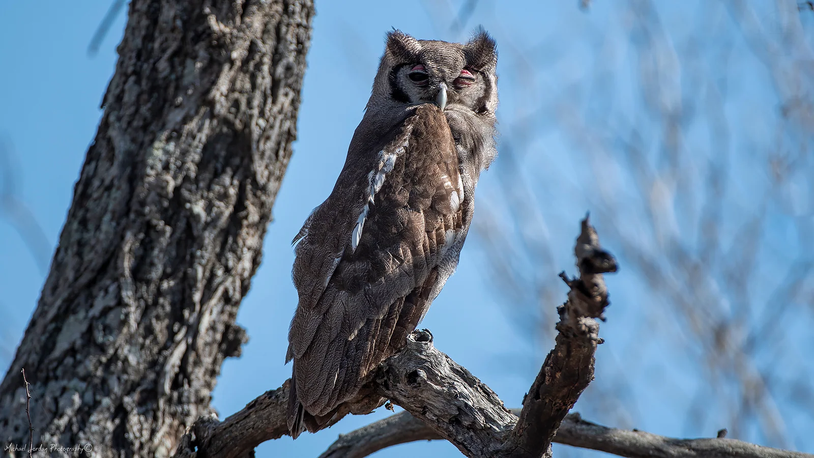 Verreaux's eagle-owl, Kruger National Park
