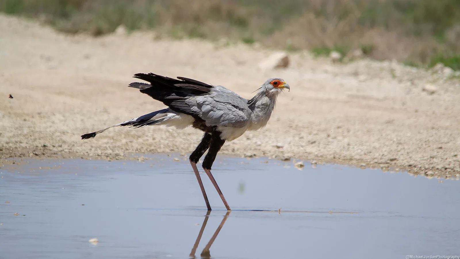Secretarybird, Kgalagadi Transfrontier Park