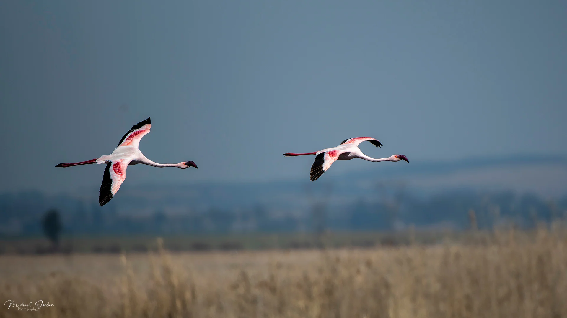 Lesser Flamingo