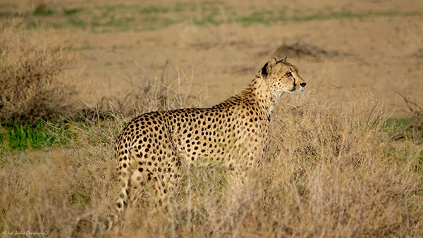 South African Cheetah
