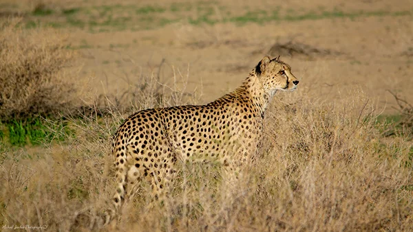 South African Cheetah, Kgalagadi Transfrontier Park