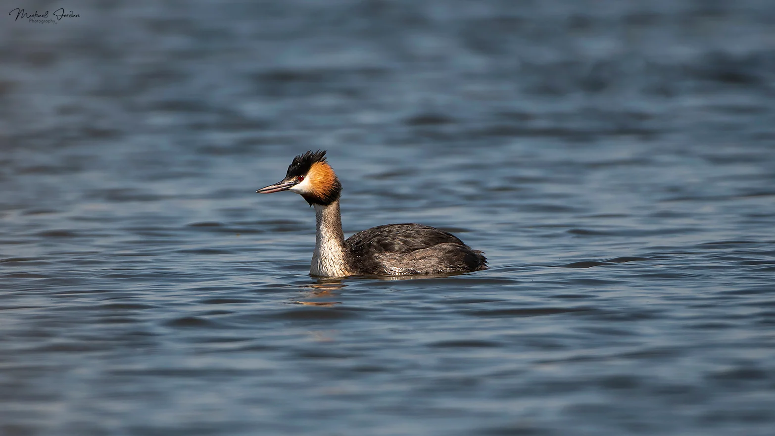 Great crested grebe
