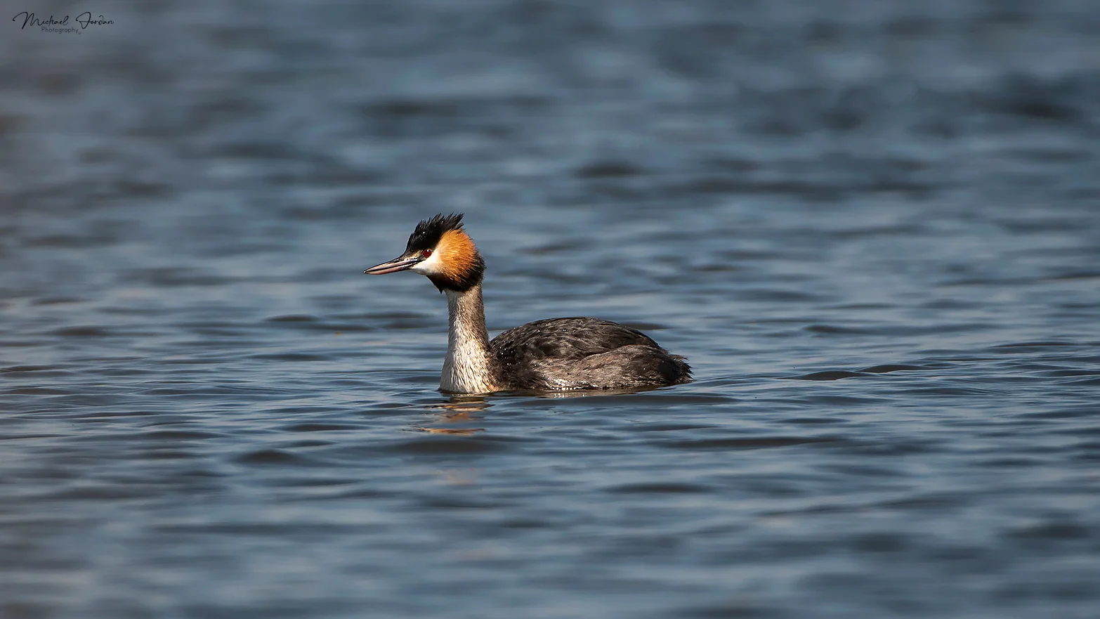 Great crested grebe, Marrivale Bird Sanctuary