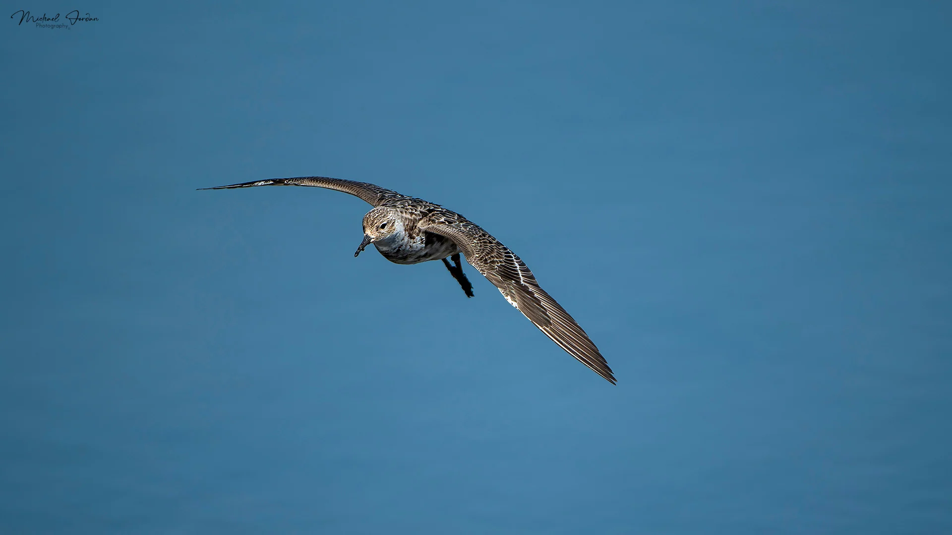 Curlew Sandpiper