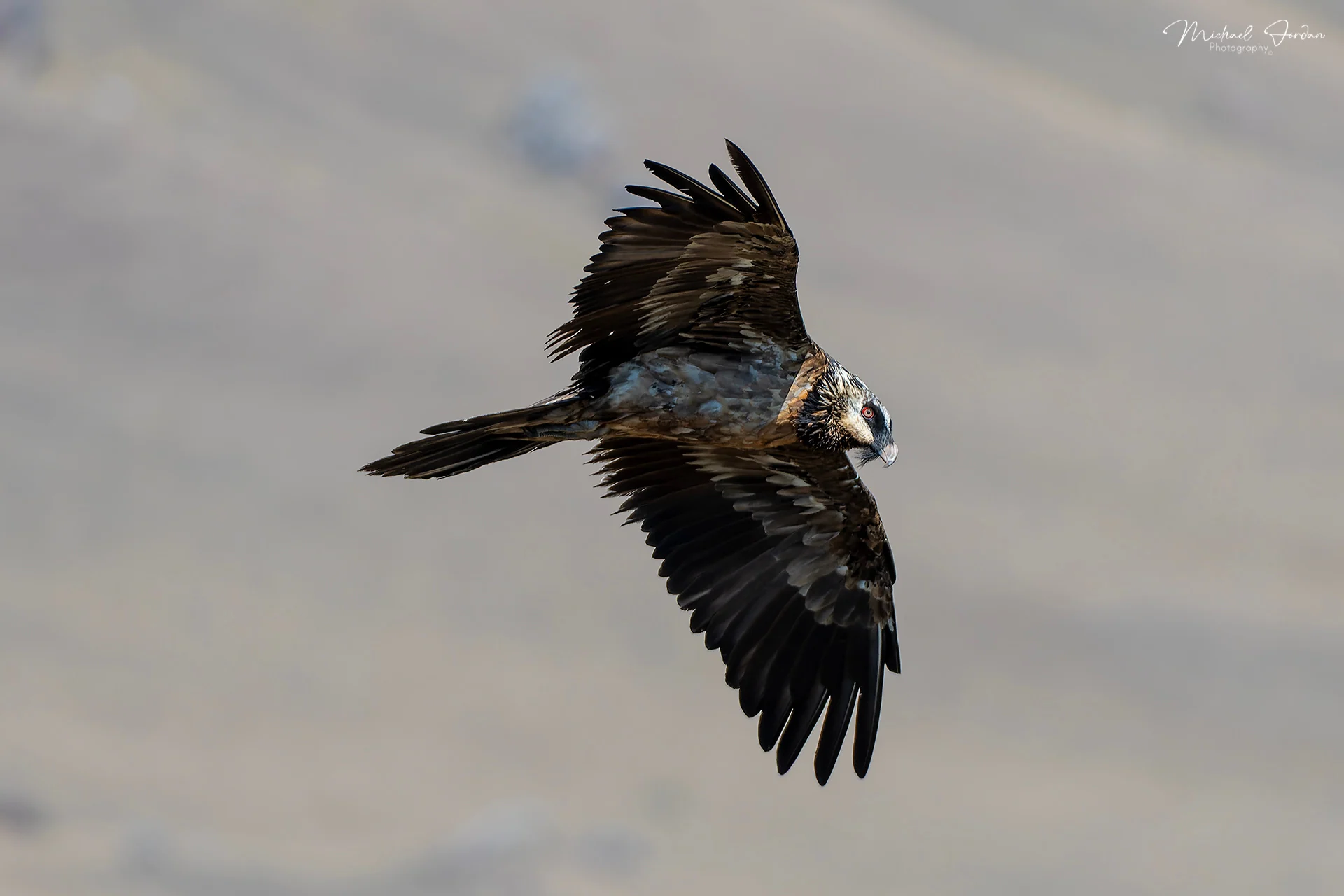 Bearded vulture (Sub Adult)