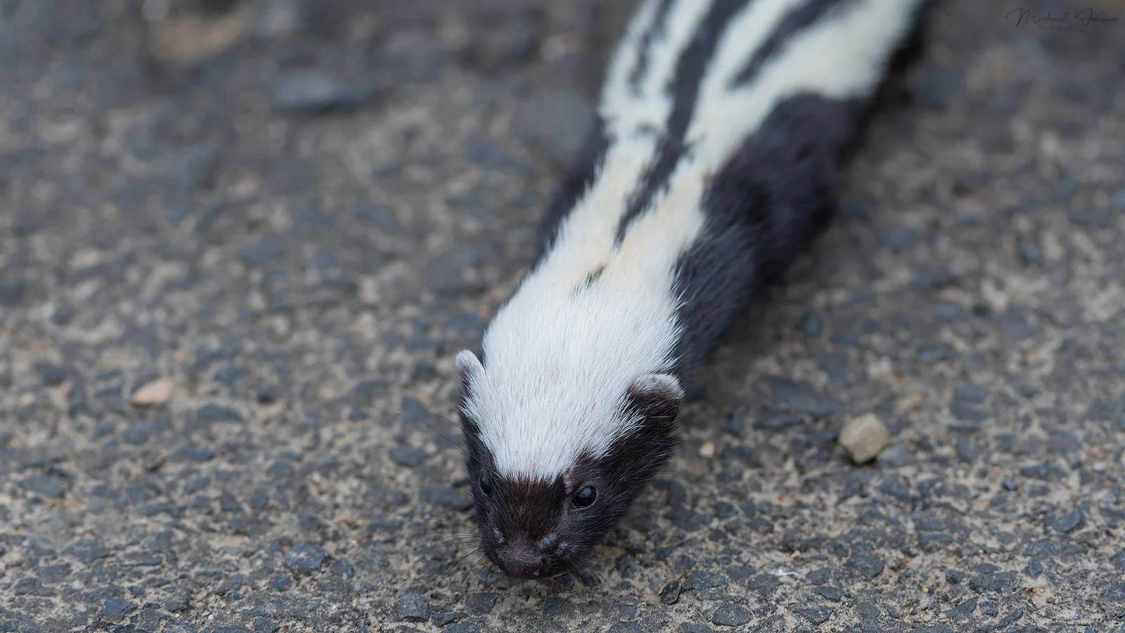 African striped weasel