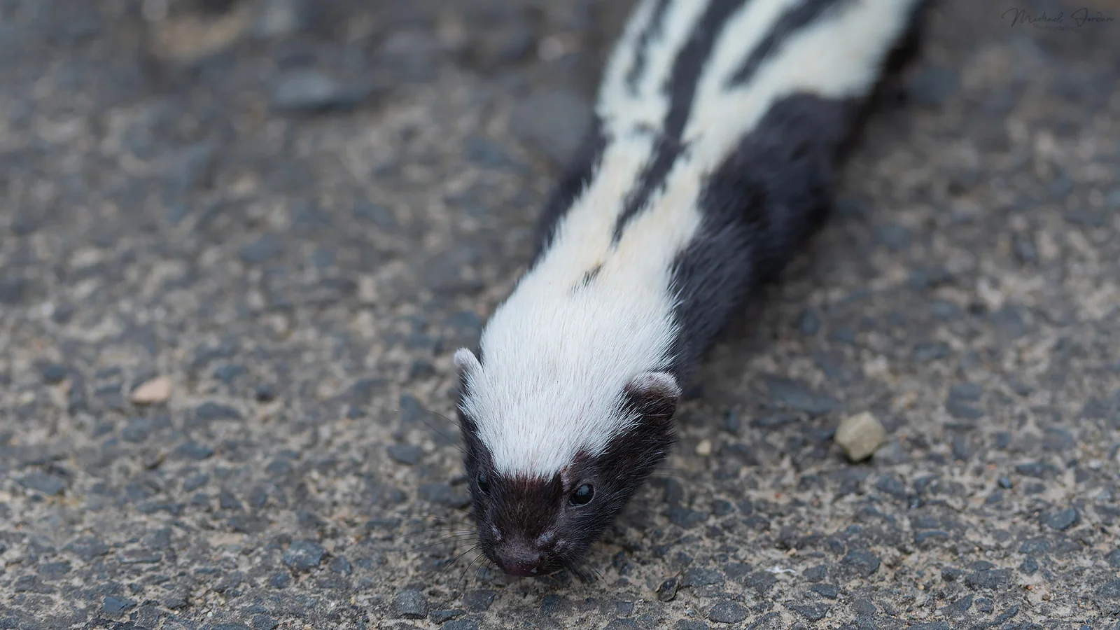 African striped weasel, Nottingham Road