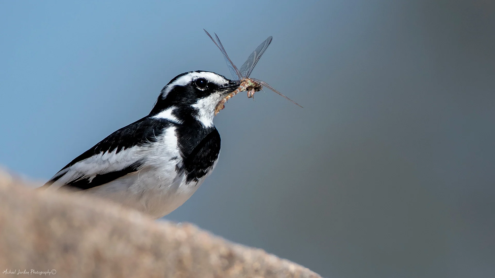 African Pied Wagtail