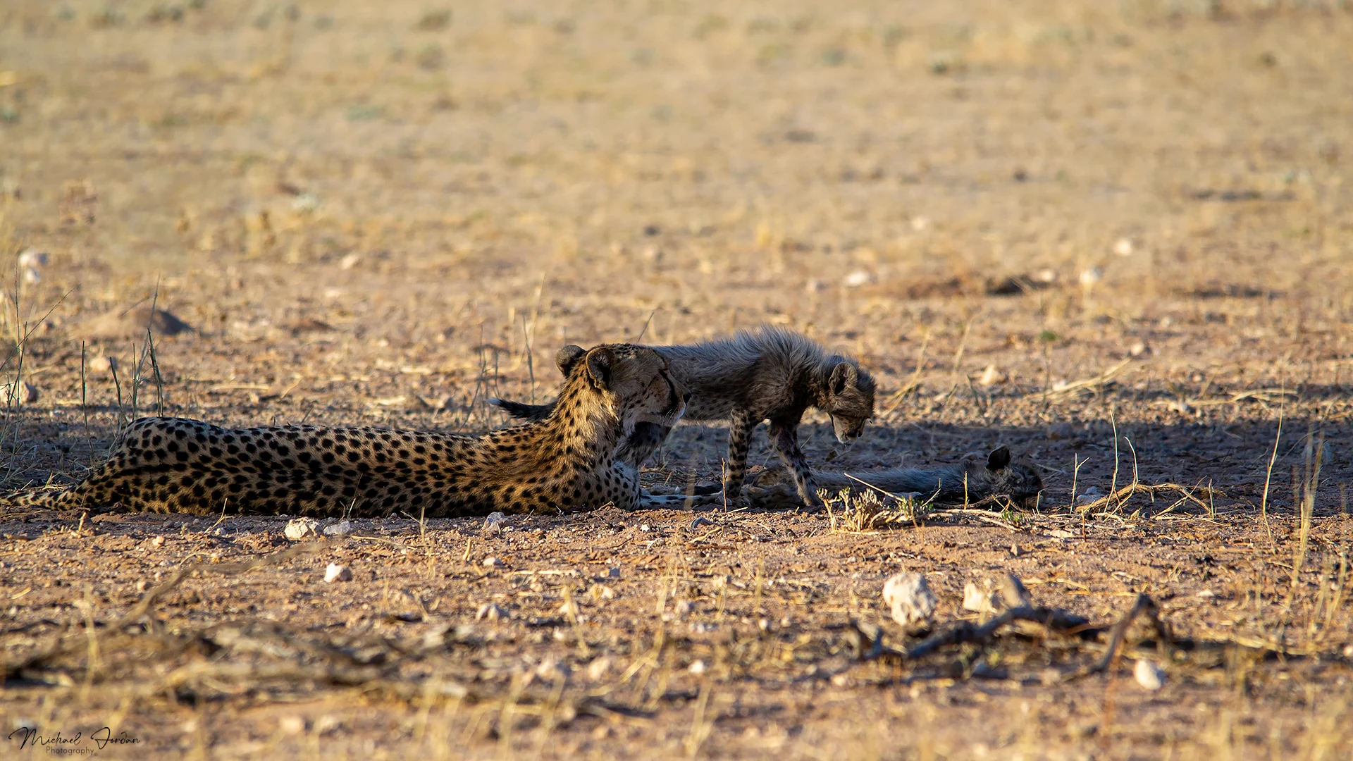 South African cheetah (With a cub)