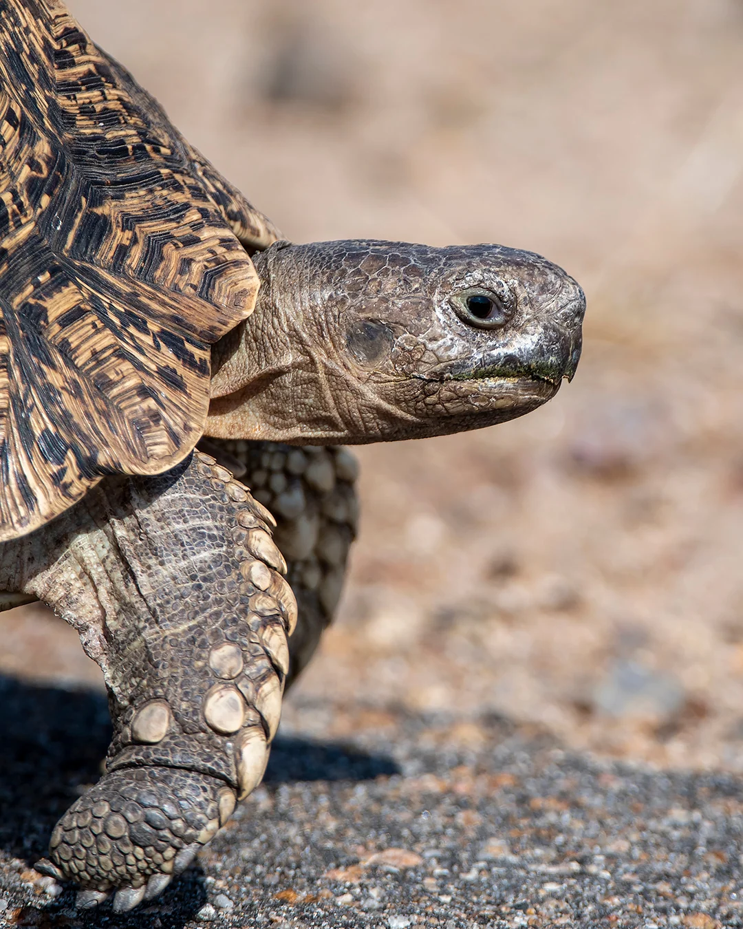 Leopard tortoise