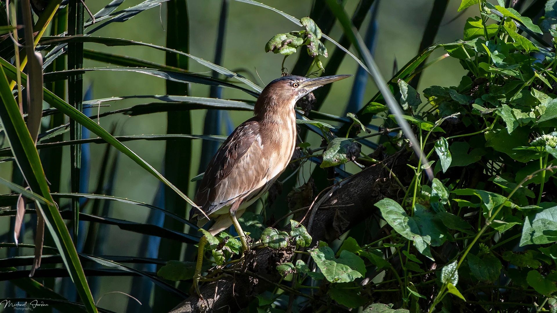 Squacco Heron
