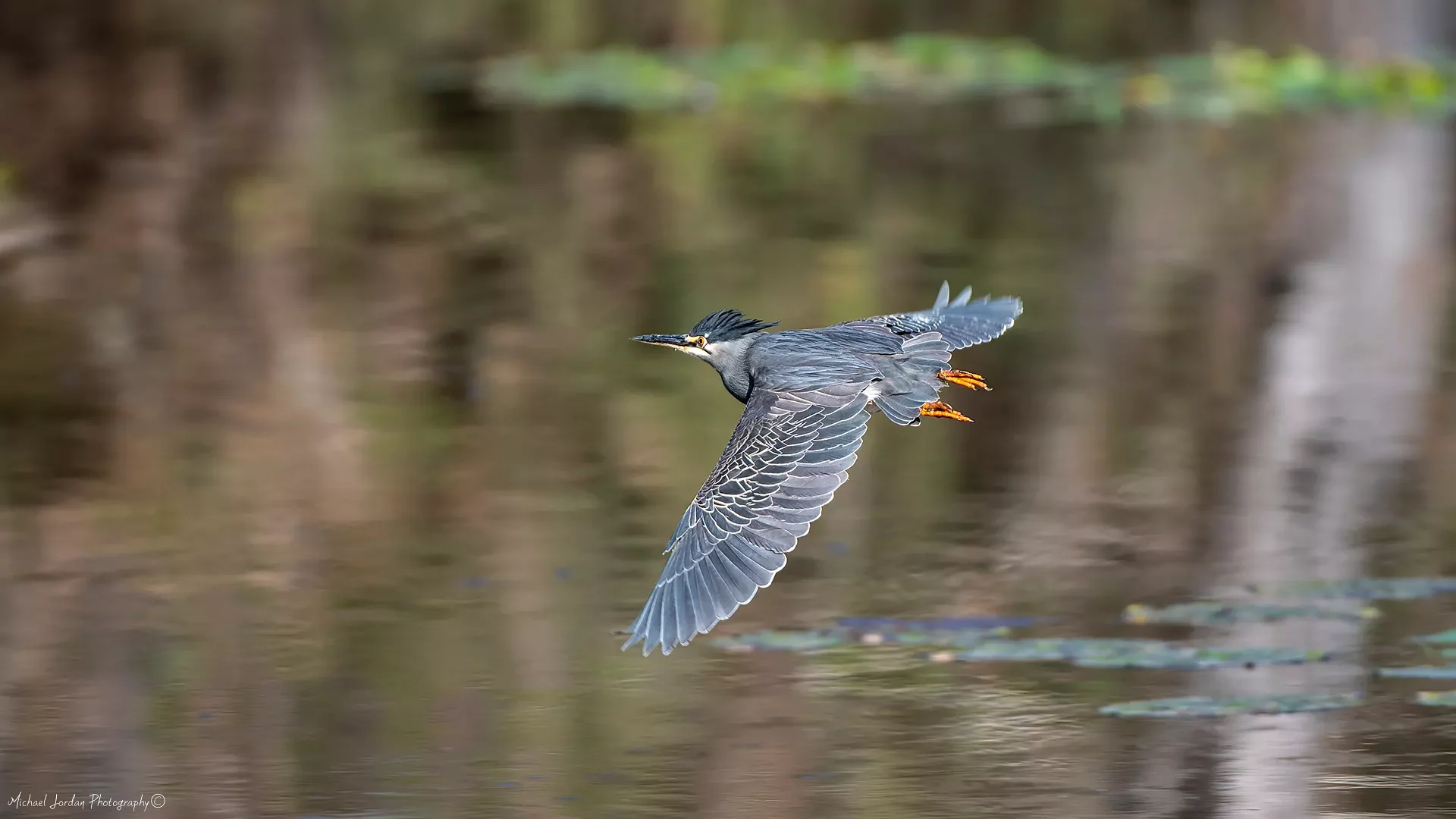 Green-Backed Heron