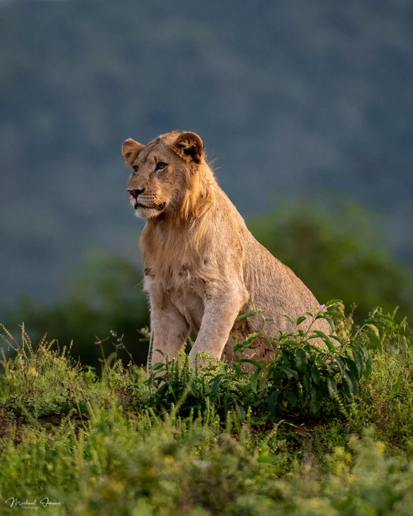 African Lion (Young Male), Hluhluwe–iMfolozi Park