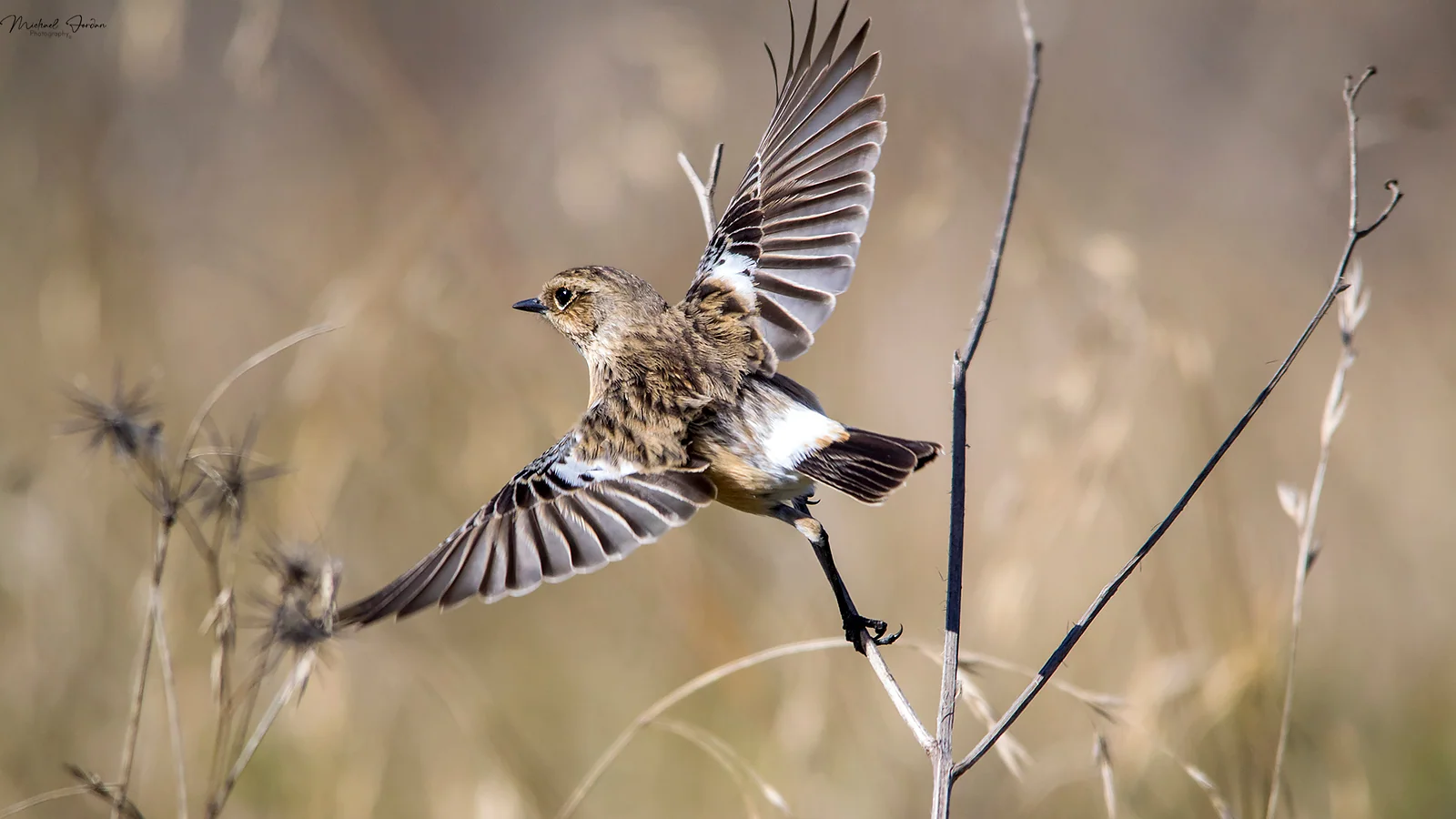 Female Stone Chat, Marrivale Bird Sanctuary