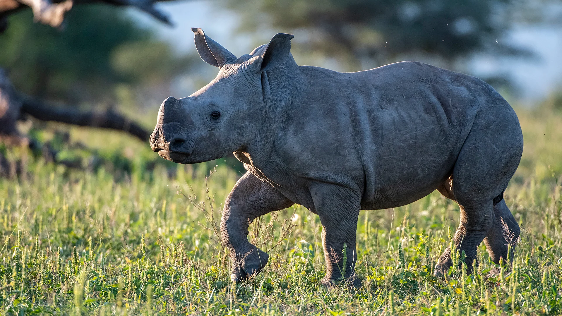White rhinoceros