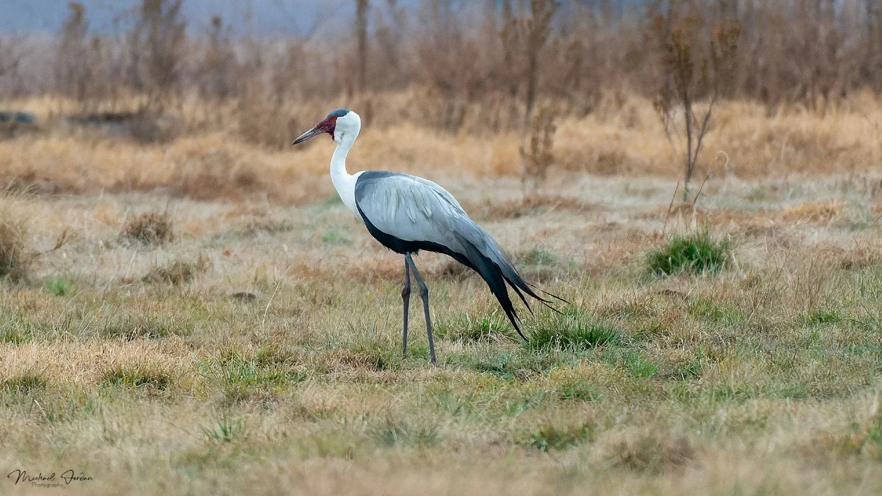 Wattled Crane, Kamberg Valley