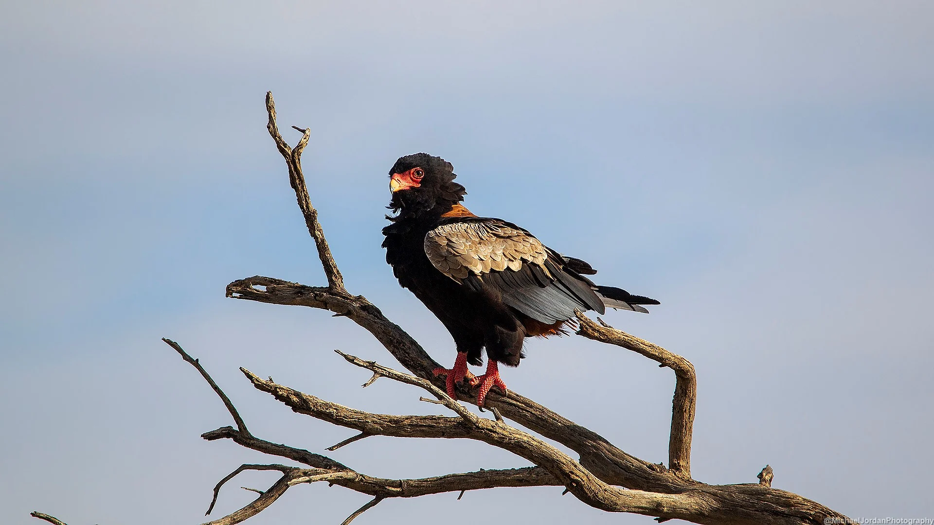 Bateleur