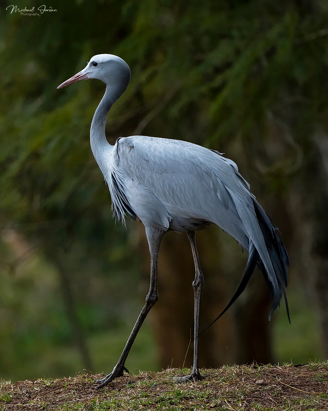 Blue crane