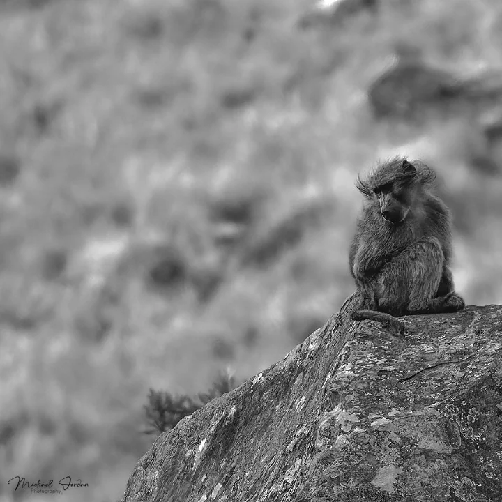 Chacma baboons, Giants Castle Reserve
